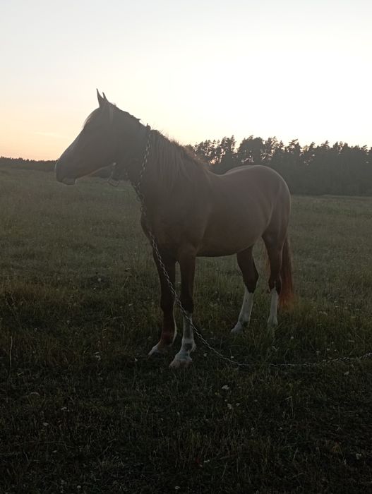 Шукає гарних господарів кінь.