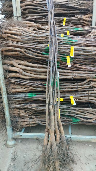 Nogueiras enxertadas