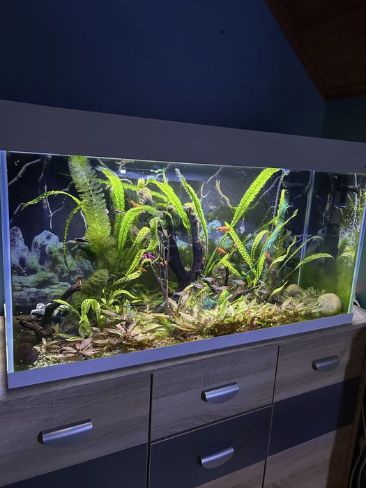 Akwarium 200 litrów  z życiem