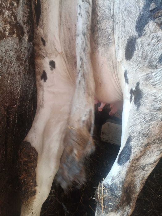 Jałówki wysokocielne mleczne HF