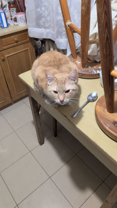 Scotty szuka lepszego domu