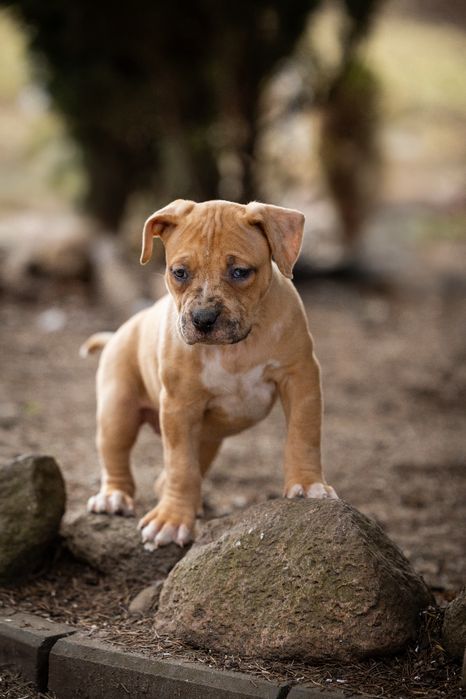 American Bully xl - suczka