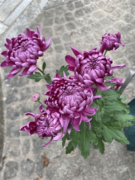 crisântemo roxo e amarelo