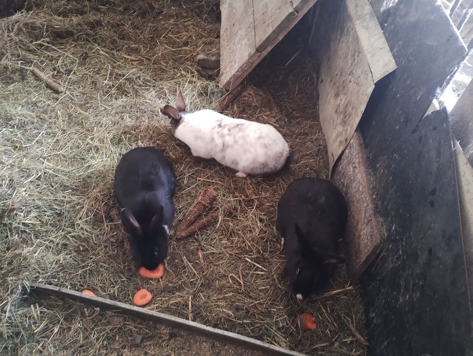 Sprzedam młode króliki