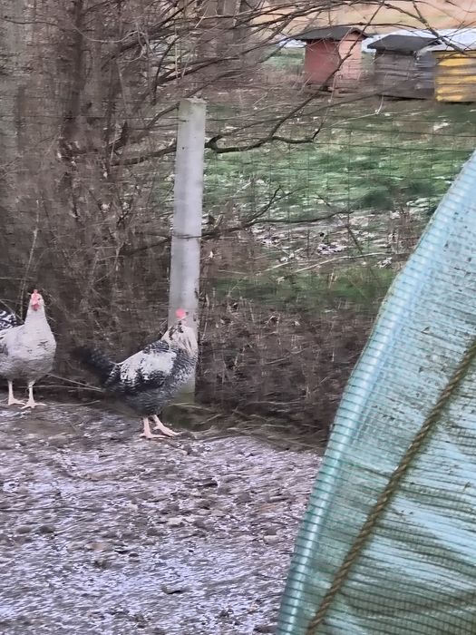 Sprzedam 3.koguty lub zamianie na nioski