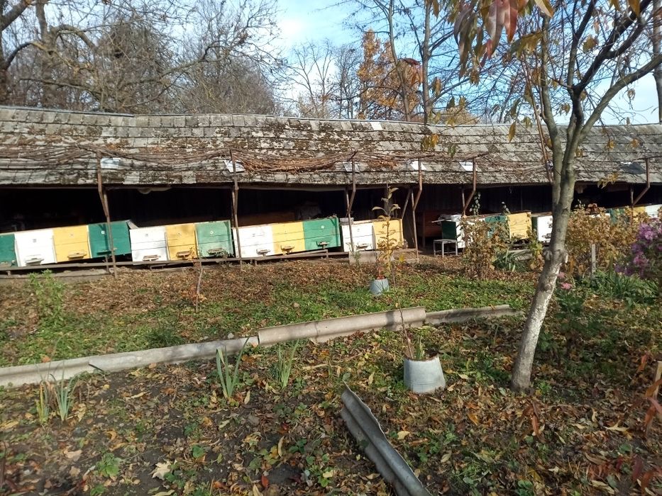 Продам пасіку/ вулики