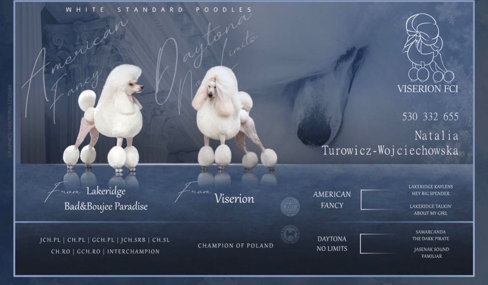 Pudel standard (duży, królewski)