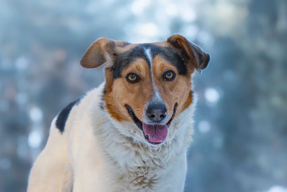 IZARI - już nie smutny, pełen wiary w człowieka łaciatek