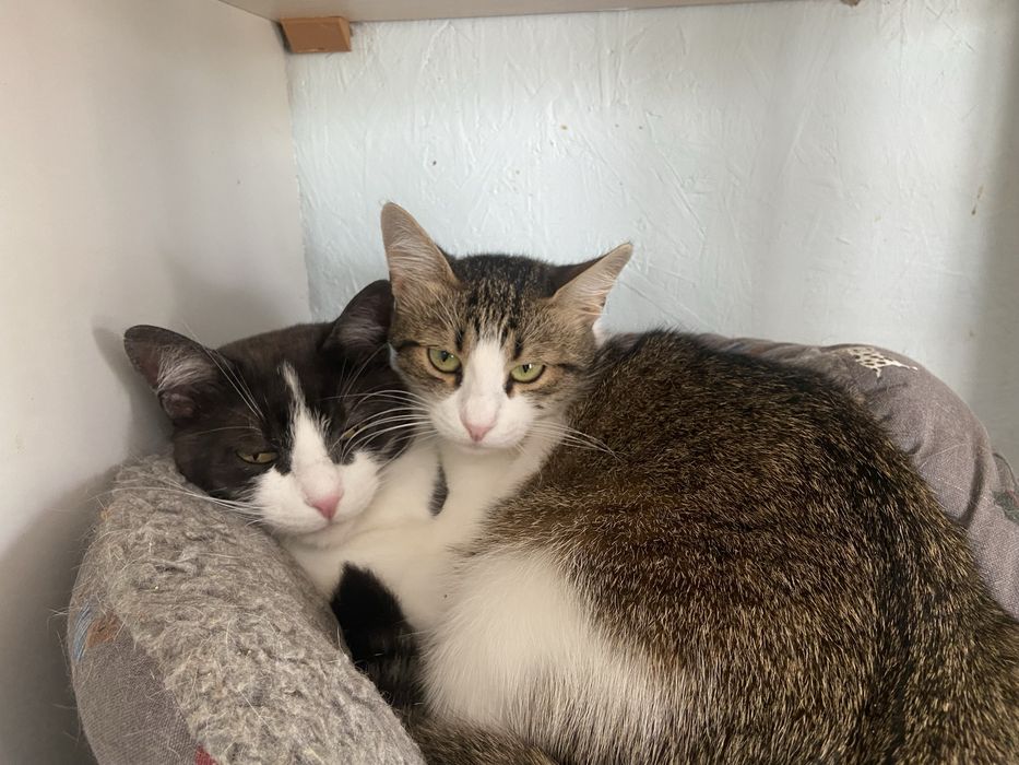 Котики в добрі ручки