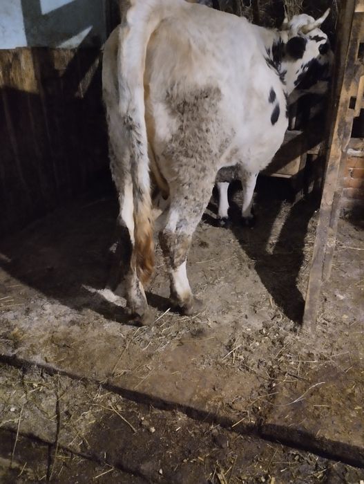 Продається високо тільна телиця