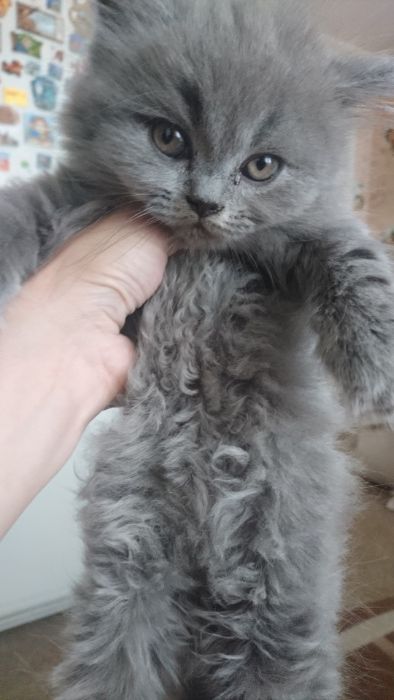 Кот на вязку прямоушка