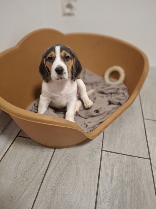 Beagle suczka rodowód
