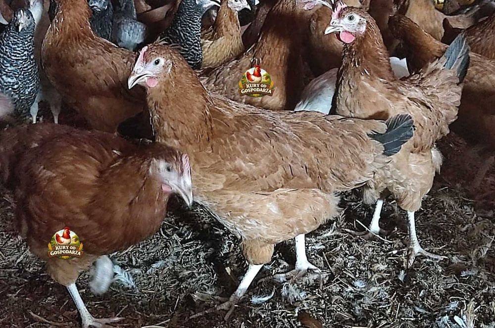 Kury Nioski Lohmann Brown Sandy Rosa Leghorn Dominant Greenshell