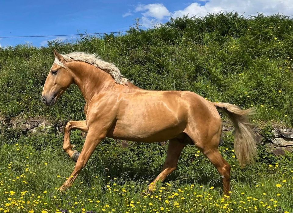 Egua lusitana preta 5 anos montada gestante