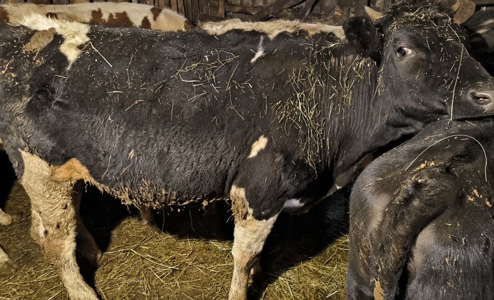 Продам Тільних телиць