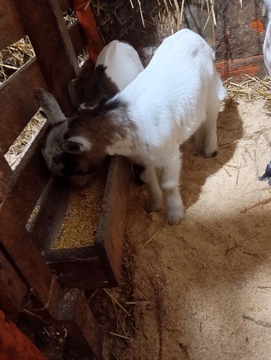 Cabras anãs lindas