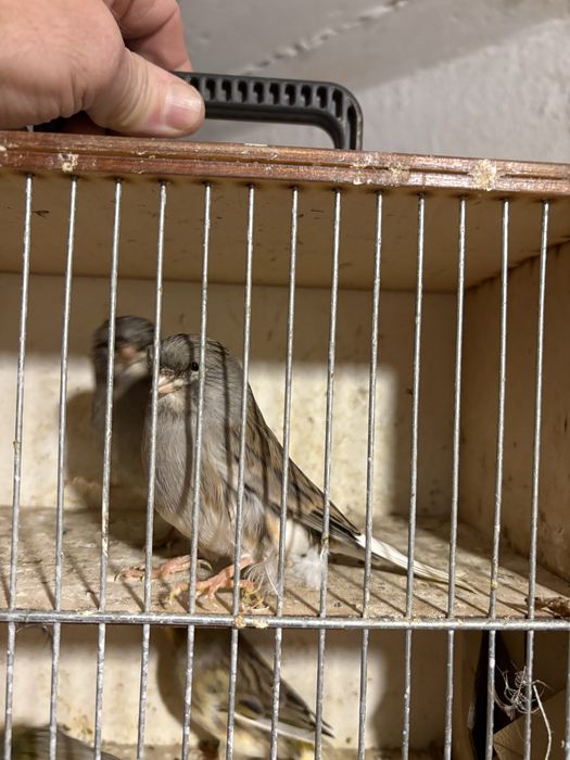 Kanarki samce sprzedam