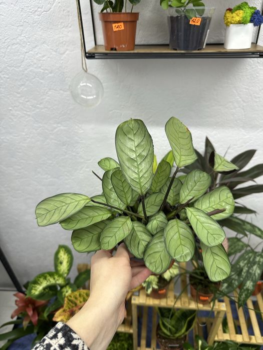 Квіти кімнатні рослини