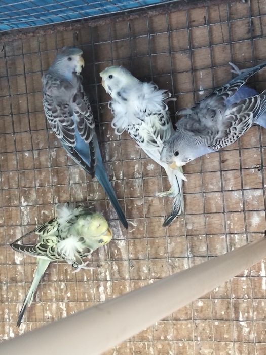Várias Aves disponíveis