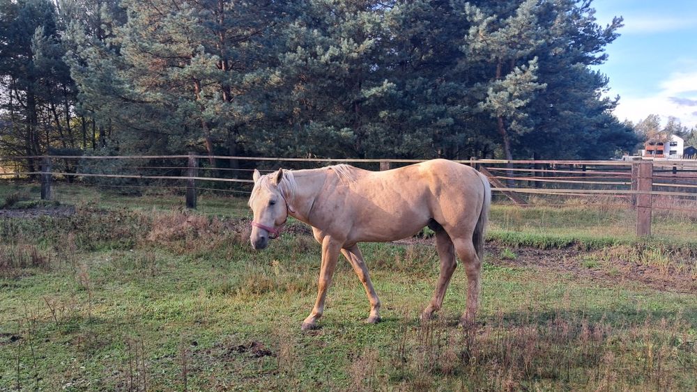 Ogier AQH palomino 10 lat