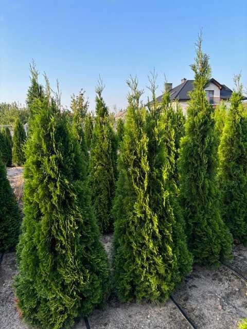 Tuja Szmaragd, Żywopłoty, Producent