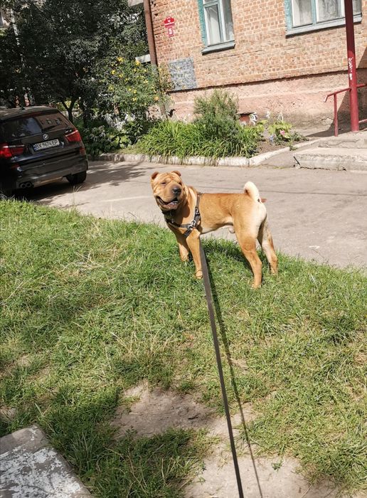 В'язка Шар-пей, вязка Шарпей, шукаємо подругу, случка