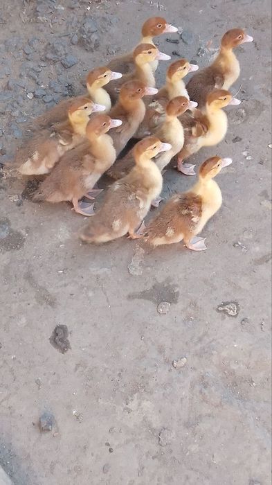 Продам мускусных уток