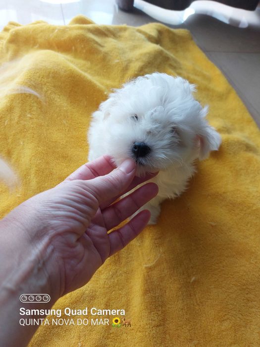 Bichon Maltês. Mini. Menino Perfeição!