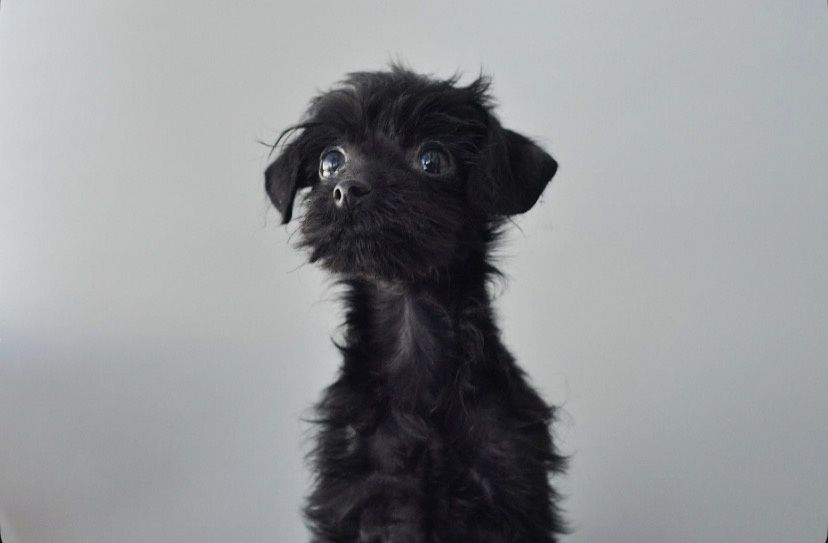 Той- терьер хлопчик