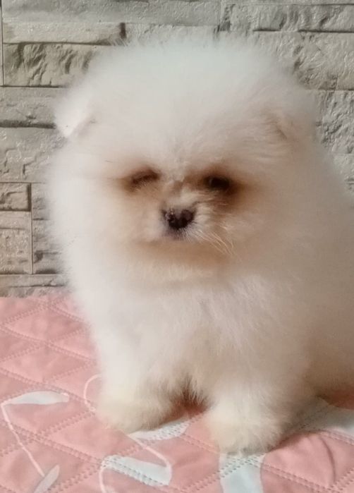 Крихітний пухнастик