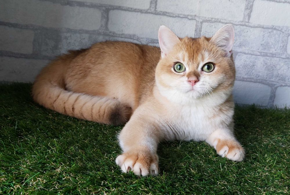 Британський котик Золота шиншила