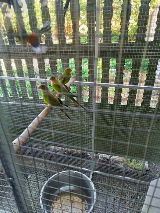 Sprzedam papugi faliste