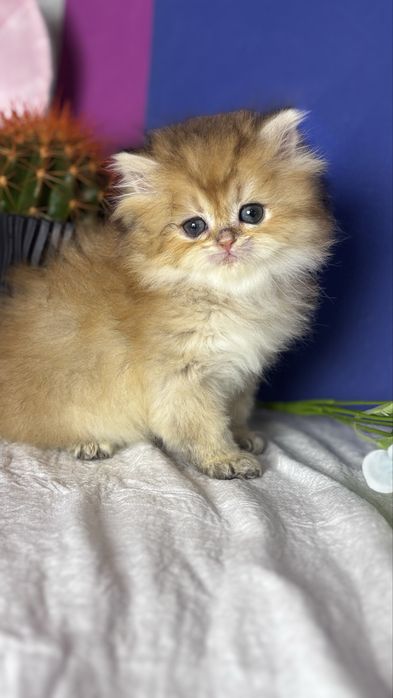 Хайленд хлопчик золотий