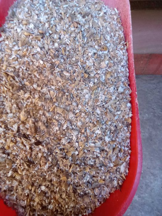 pszenica jęczmień jary, owies, kukurydza, mieszanki, śruta