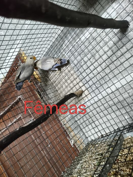 Agapornis roseicollis