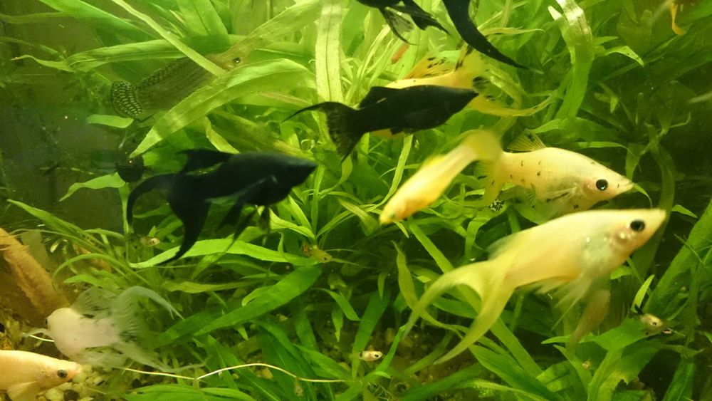 Piękne weloniaste molinezje księżycowe