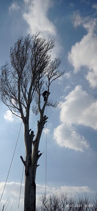 Валка та спил важких дерев.