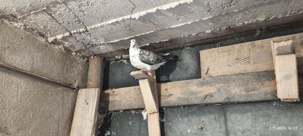 Pocztowe kolorowe samice