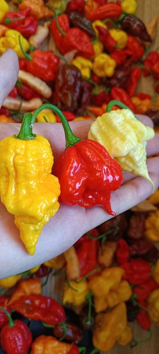 Продам свіжий перець суперхот