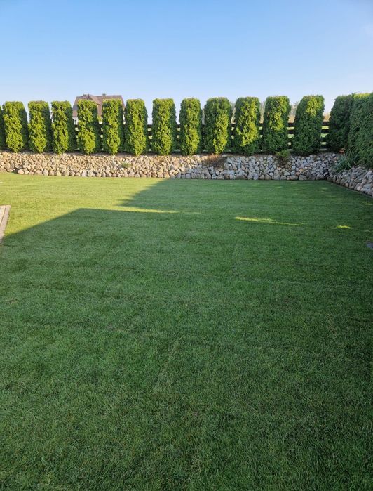 Trawa w rolce - PLANTACJA