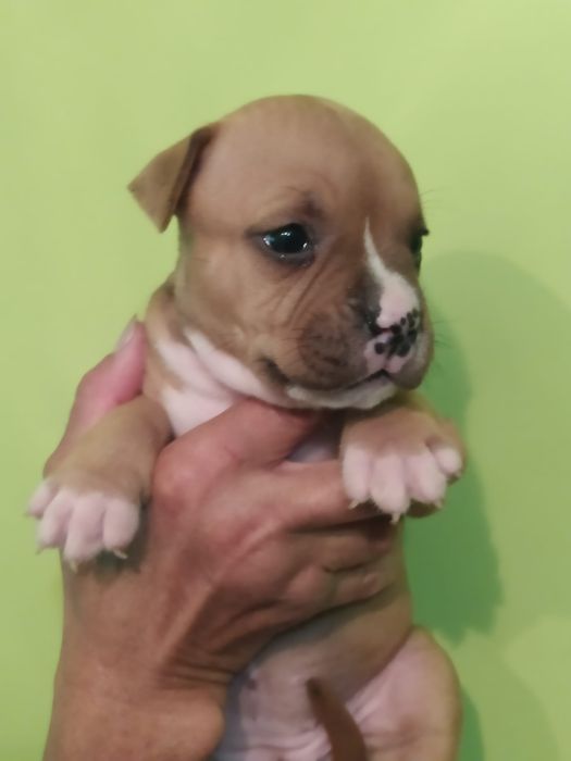 Amstaff suczka Rodowód ZKWP FCI Zapraszamy do rezerwacji