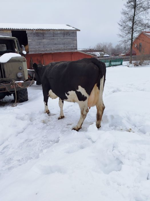 Продам молоду корову