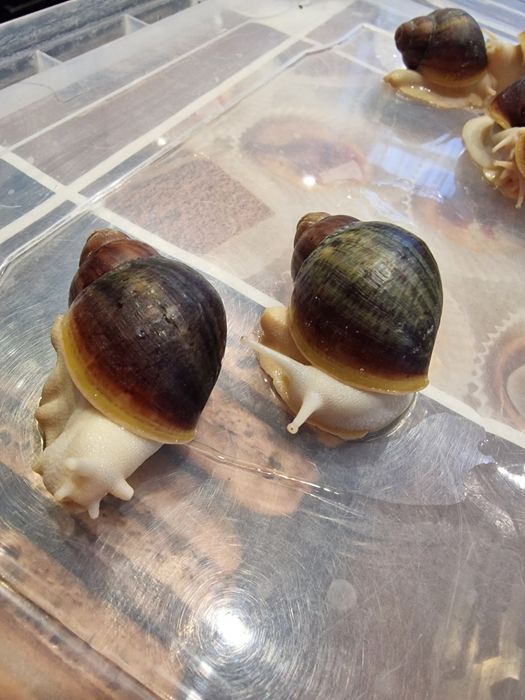 Равлики.  Архахатина Вентрікоза лелеуціст .