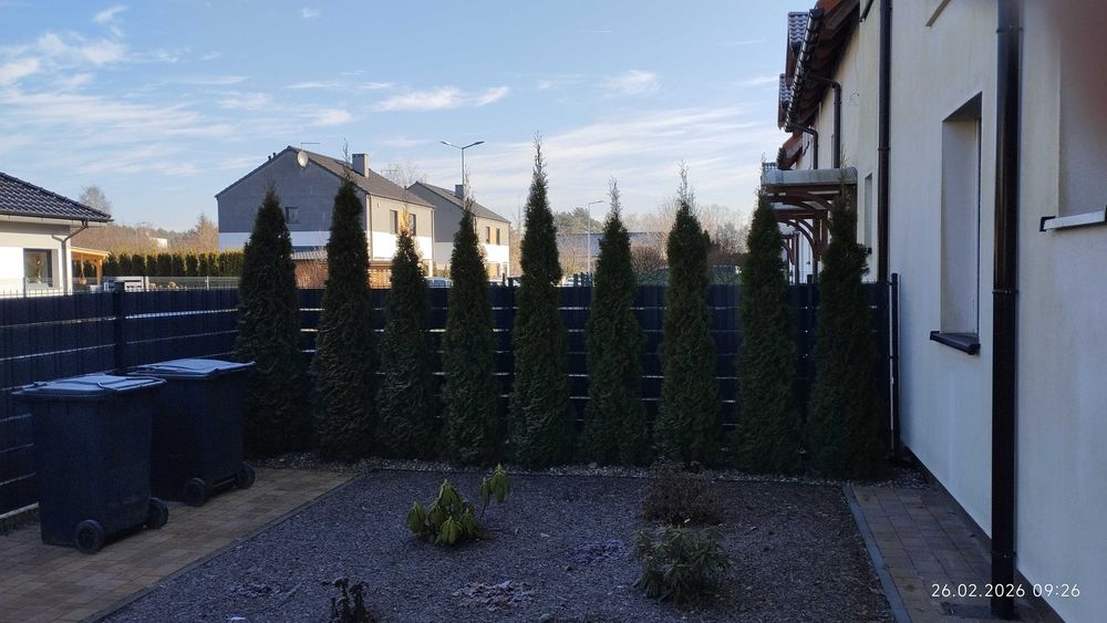 Tuje szmaragd z gruntu