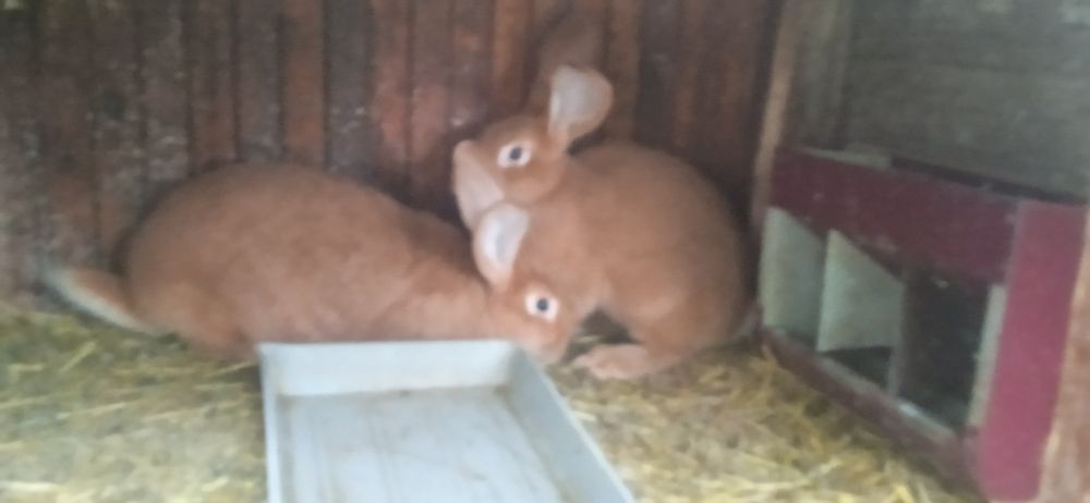 Бургундія (кролі)