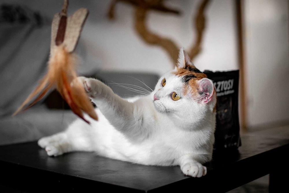 Trikolorka szuka domu!