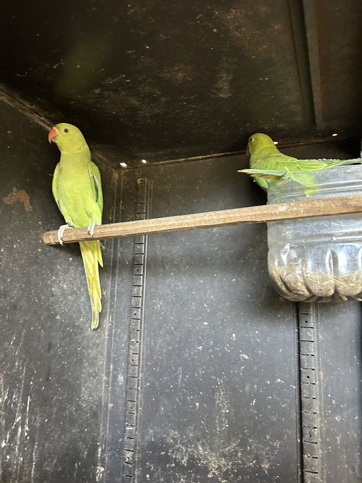 Tenho para ceder casal de rig necks de 3025