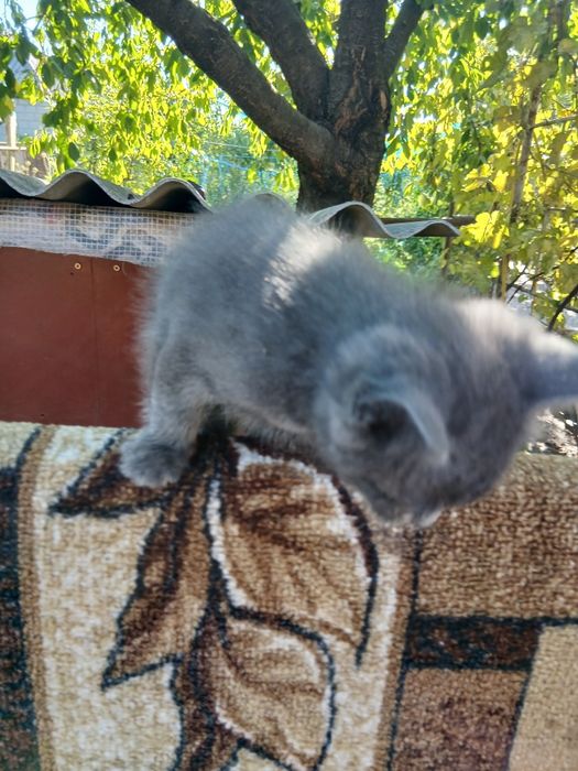 котята в хорошие руки