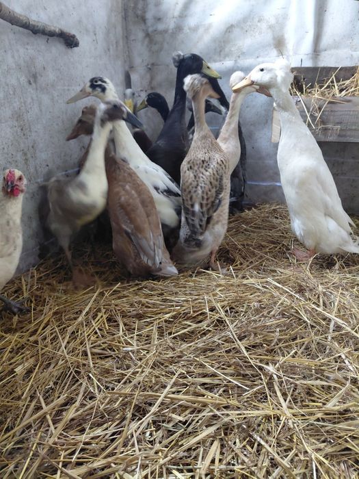 Sprzedam biegusy czubate i zwykłe