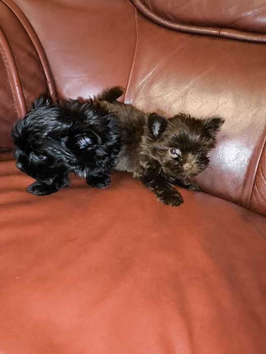 Продам мини мальчиков биро йорчики